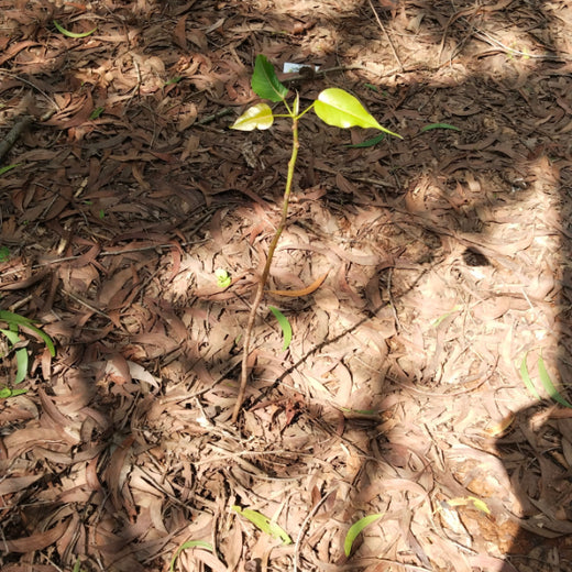 Headout's Commitment to Green Spaces: Empowering Employees with Urban Forests – 6 months