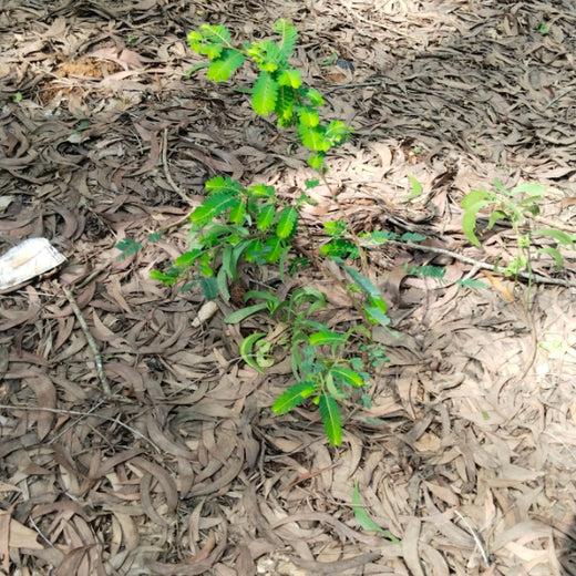 Headout's Commitment to Green Spaces: Empowering Employees with Urban Forests – 6 months