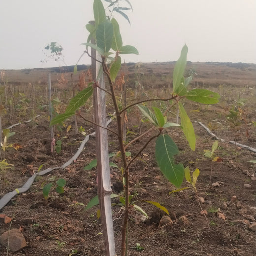 Project Aranyam by Pack8: Growing a Sustainable Community Forest – 1 year