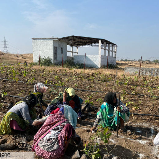 Project Aranyam by Pack8: Growing a Sustainable Community Forest – 6 months