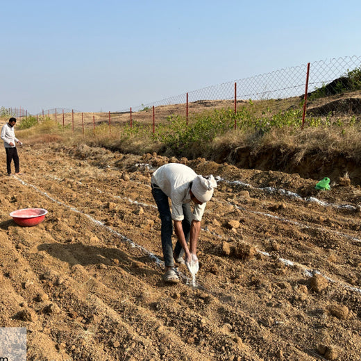 Project Aranyam by Pack8: Growing a Sustainable Community Forest – Planting