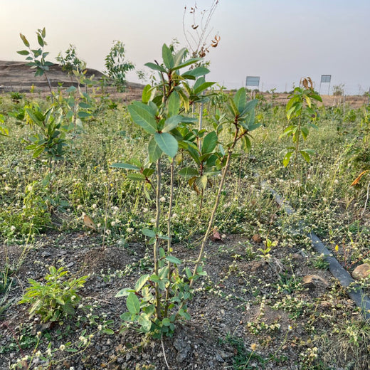 Project Aranyam by Pack8: Growing a Sustainable Community Forest – 2 years