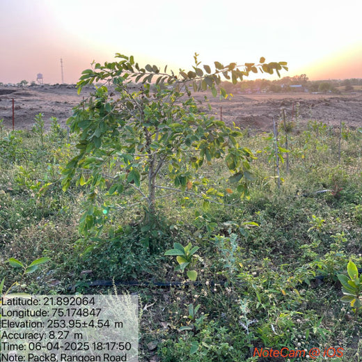 Project Aranyam by Pack8: Growing a Sustainable Community Forest – 2 years