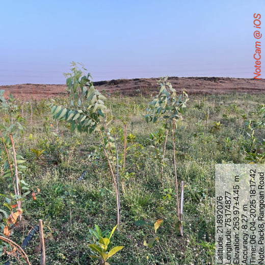 Project Aranyam by Pack8: Growing a Sustainable Community Forest – 2 years