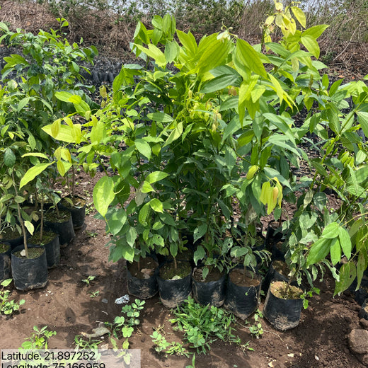 Care for Earth in Action: Himalaya’s Path to Community Forest – Planting