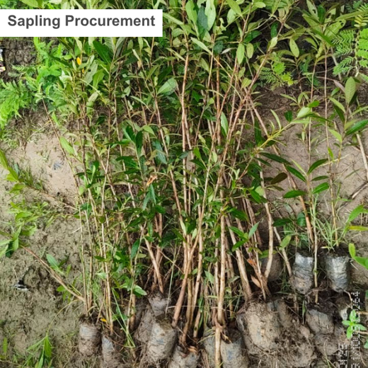 Care for Earth in Action: Himalaya’s Path to Community Forest – Planting