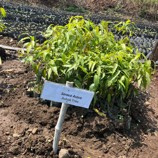 Care for Earth in Action: Himalaya’s Path to Community Forest – Planting