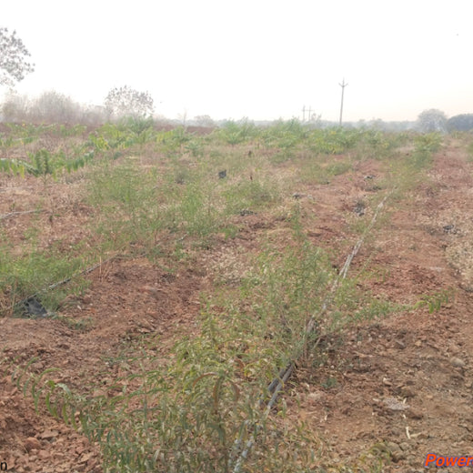Care for Earth in Action: Himalaya’s Path to Community Forest – 1 year