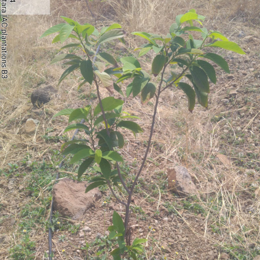 Planting Today for a Greener Tomorrow: IAC Group’s Agroforest Initiative for a Sustainable Future – 6 months