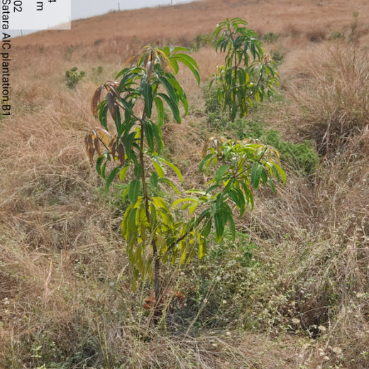 Planting Today for a Greener Tomorrow: IAC Group’s Agroforest Initiative for a Sustainable Future – 6 months
