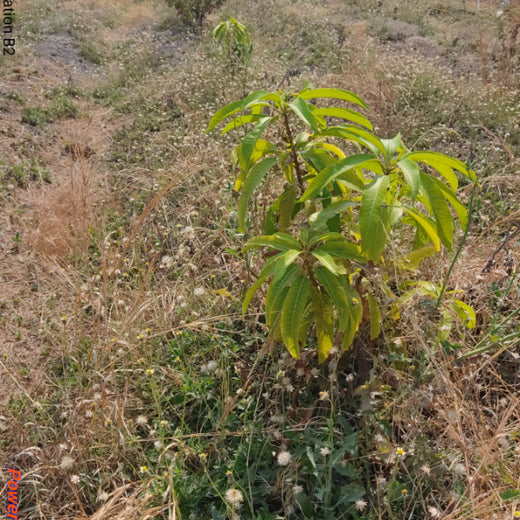 Planting Today for a Greener Tomorrow: IAC Group’s Agroforest Initiative for a Sustainable Future – 6 months