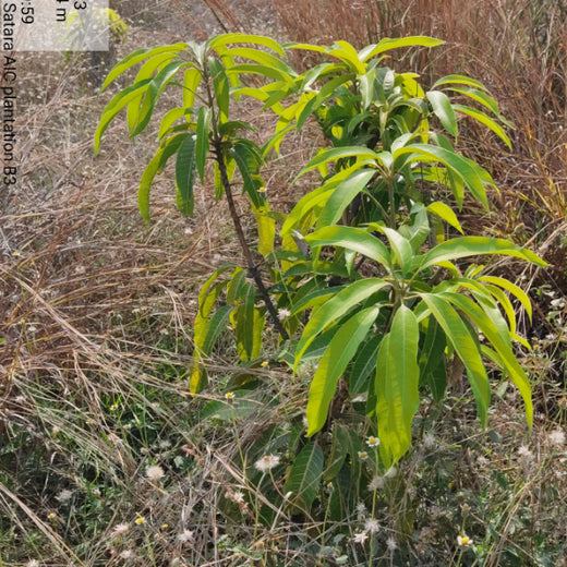 Planting Today for a Greener Tomorrow: IAC Group’s Agroforest Initiative for a Sustainable Future – 6 months