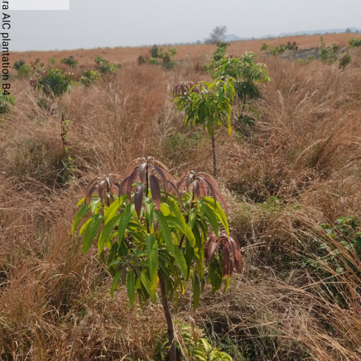 Planting Today for a Greener Tomorrow: IAC Group’s Agroforest Initiative for a Sustainable Future – 6 months