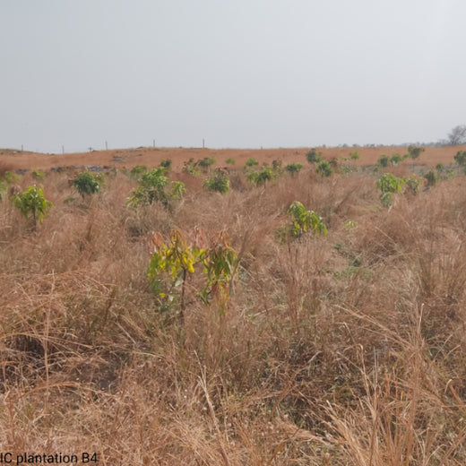 Planting Today for a Greener Tomorrow: IAC Group’s Agroforest Initiative for a Sustainable Future – 6 months