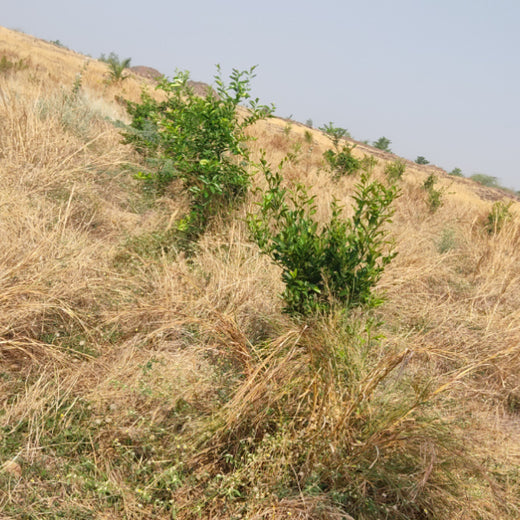 Planting Today for a Greener Tomorrow: IAC Group’s Agroforest Initiative for a Sustainable Future – 6 months