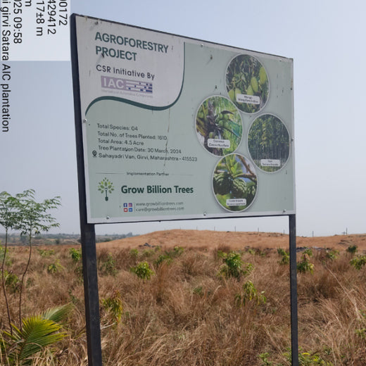 Planting Today for a Greener Tomorrow: IAC Group’s Agroforest Initiative for a Sustainable Future – 6 months