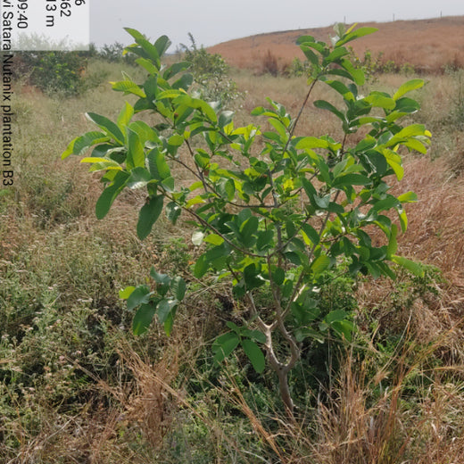 Planting Today for a Greener Tomorrow: IAC Group’s Agroforest Initiative for a Sustainable Future – 6 months