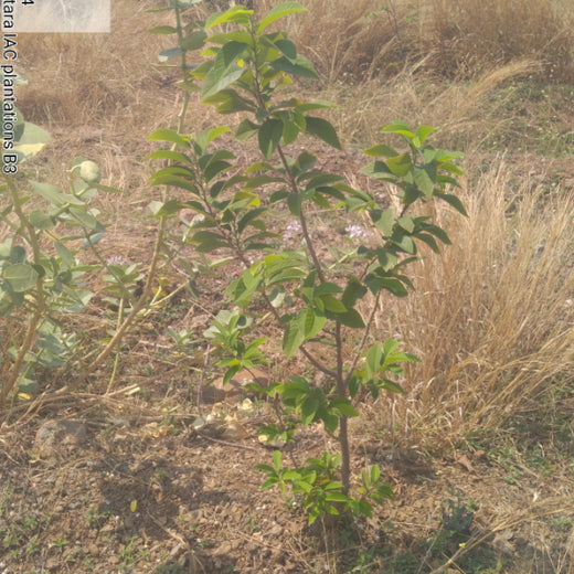 Planting Today for a Greener Tomorrow: IAC Group’s Agroforest Initiative for a Sustainable Future – 6 months