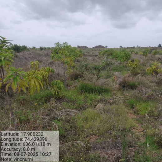 Planting Today for a Greener Tomorrow: IAC Group’s Agroforest Initiative for a Sustainable Future – 1 year