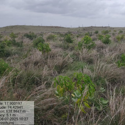 Planting Today for a Greener Tomorrow: IAC Group’s Agroforest Initiative for a Sustainable Future – 1 year