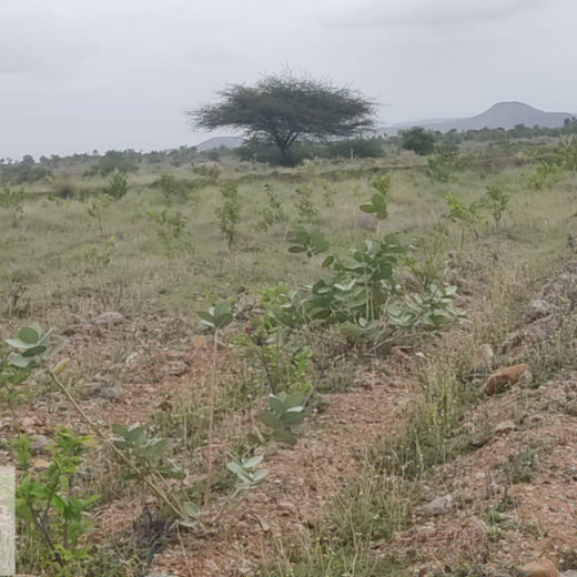 Planting Today for a Greener Tomorrow: IAC Group’s Agroforest Initiative for a Sustainable Future – 1 year