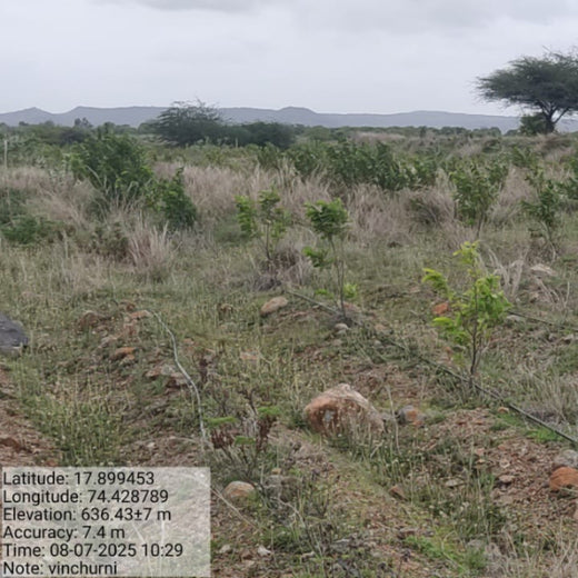 Planting Today for a Greener Tomorrow: IAC Group’s Agroforest Initiative for a Sustainable Future – 1 year
