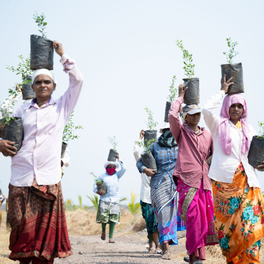 Planting Today for a Greener Tomorrow: IAC Group’s Agroforest Initiative for a Sustainable Future – Planting