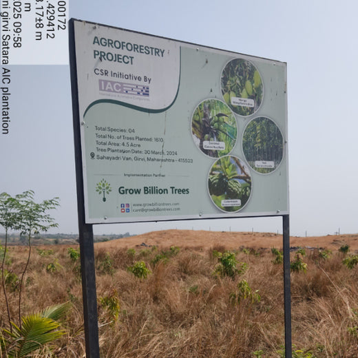 Planting Today for a Greener Tomorrow: IAC Group’s Agroforest Initiative for a Sustainable Future – Planting