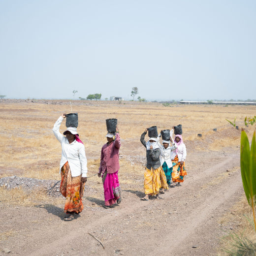 Planting Today for a Greener Tomorrow: IAC Group’s Agroforest Initiative for a Sustainable Future – Planting