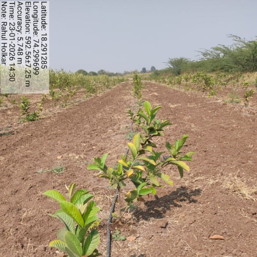 IVCA’s Green Investment Initiative: Nurturing Nature and Livelihoods – Planting