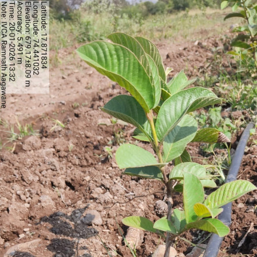 IVCA Conclave 2025: Greener Commitments, Stronger Investments – 1 year