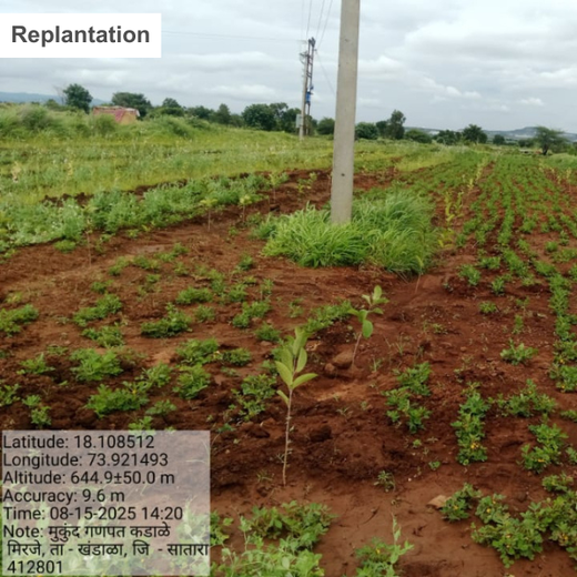 Reforesting with Purpose:  IVCA’s Agroforestry Tree Plantation Program – 6 months