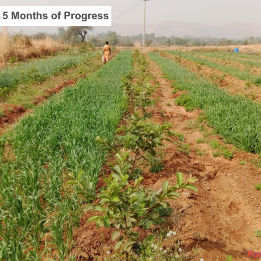 Reforesting with Purpose:  IVCA’s Agroforestry Tree Plantation Program – 1 year