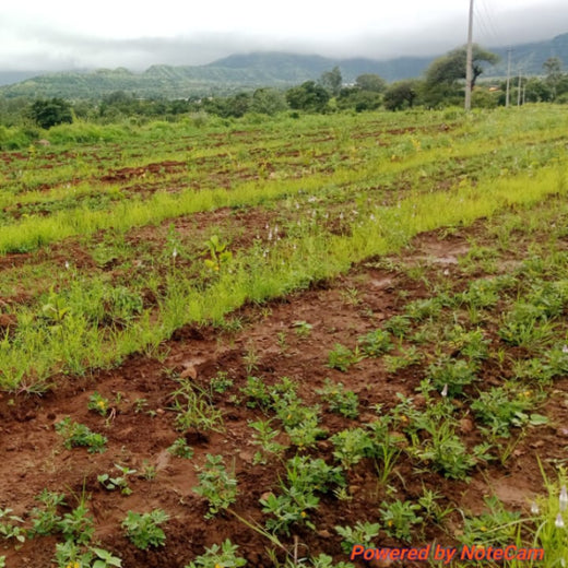 Reforesting with Purpose:  IVCA’s Agroforestry Tree Plantation Program – 6 months