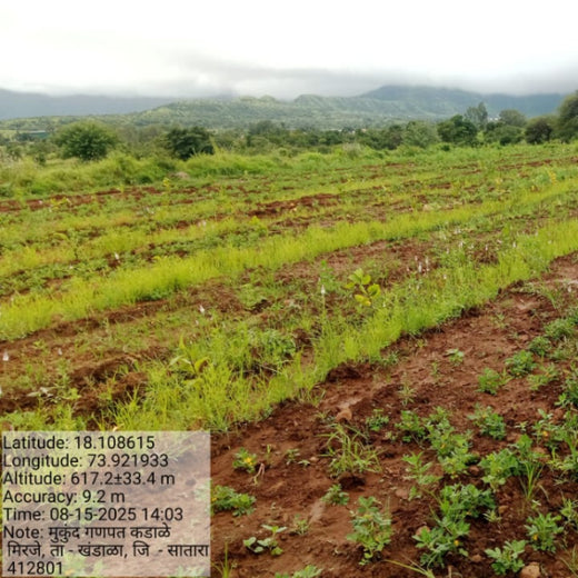 Reforesting with Purpose:  IVCA’s Agroforestry Tree Plantation Program – 6 months