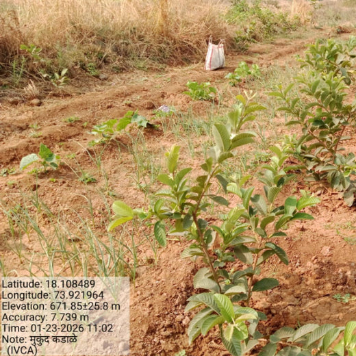 Reforesting with Purpose:  IVCA’s Agroforestry Tree Plantation Program – 1 year