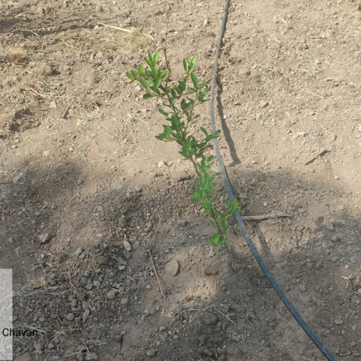 IVCA’s GreenReturns Initiative: Growing Climate-Ready Communities – 6 months