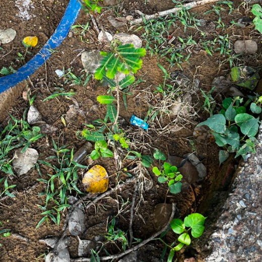 A Step Towards a Greener Gurgaon by ib vogt Solar India Pvt Ltd – 1 year