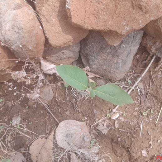 Imperealle: Skincare and Sustainability Rooted in Agroforestry – 6 months