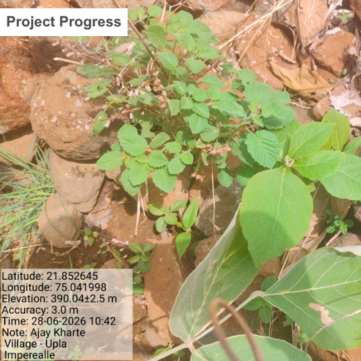 Imperealle: Skincare and Sustainability Rooted in Agroforestry – 6 months