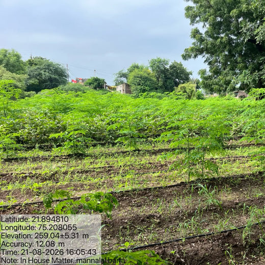 In-House Matters: A Sustainable Launch, A Lasting Impact – Planting