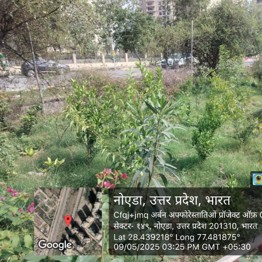 Indus Valley Partners: Empowering Employees Through Urban Forest Creation – 6 months