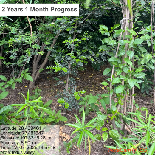 Indus Valley Partners: Empowering Employees Through Urban Forest Creation – 1 year