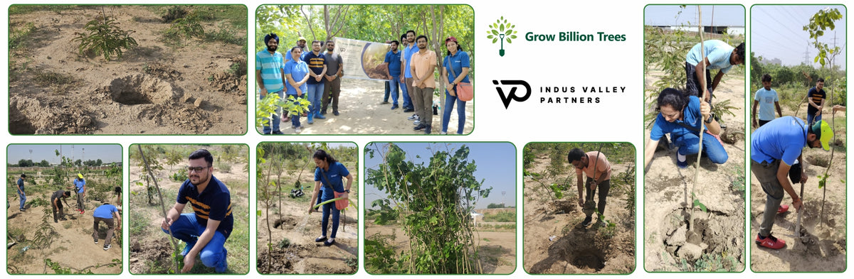 Celebrating Environment Day: IVP Employees Take Root in Sustainability