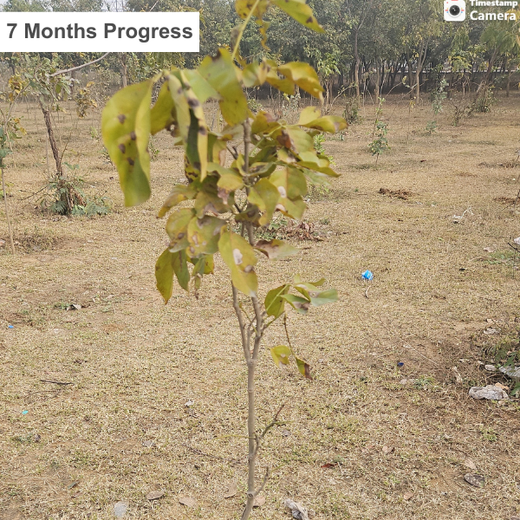 Celebrating Environment Day: IVP Employees Take Root in Sustainability – 1 year