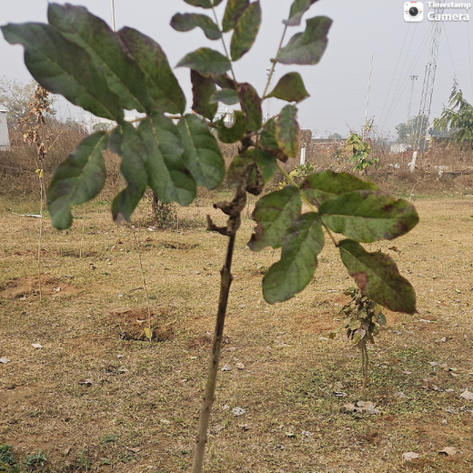 Celebrating Environment Day: IVP Employees Take Root in Sustainability – 1 year