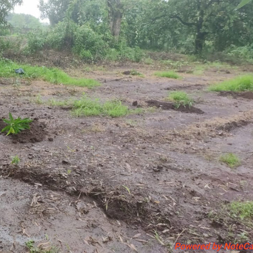 Green Trail by Infinity Cars: Turning Customer Milestones into Forests – Planting