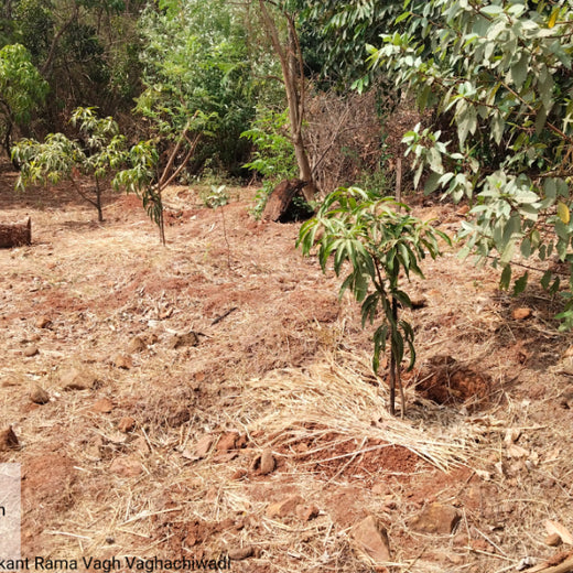 Green Trail by Infinity Cars: Turning Customer Milestones into Forests – 6 months