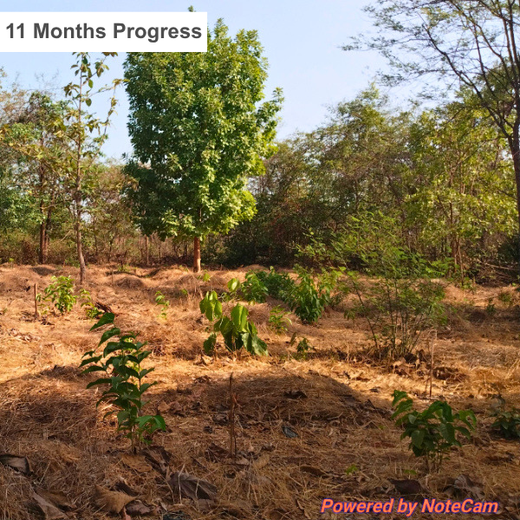 Green Trail by Infinity Cars: Turning Customer Milestones into Forests – 6 months