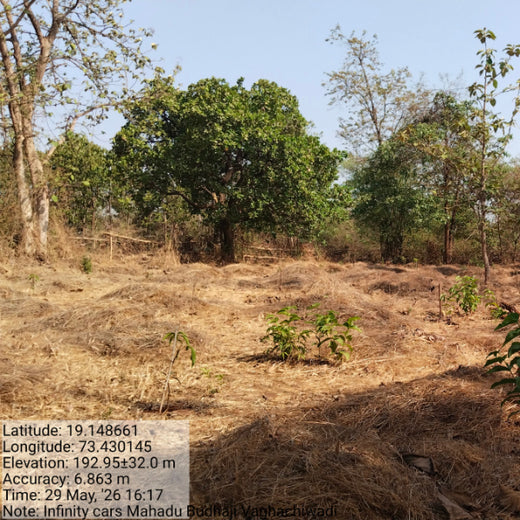 Green Trail by Infinity Cars: Turning Customer Milestones into Forests – 6 months
